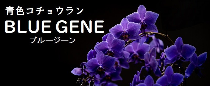 bluegene.jpg